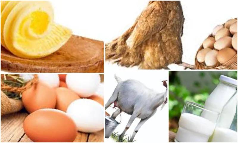 Doğru Organik Yumurta Seçimi