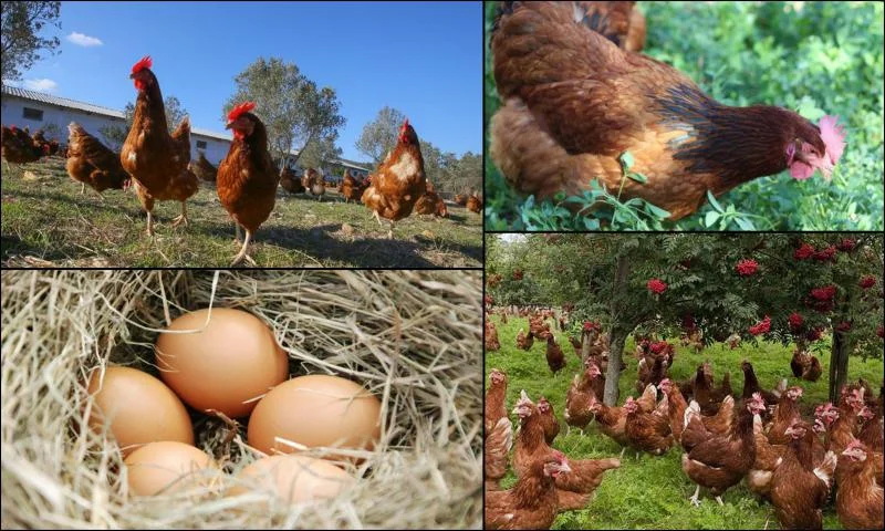 Kaliteli Yumurtaların Farkı Nedir