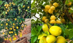 Limon Ağacı Bakımı: Evde ve Bahçede Sağlıklı Gelişimin Temelleri