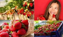 Çileğin Sağlığa Faydaları