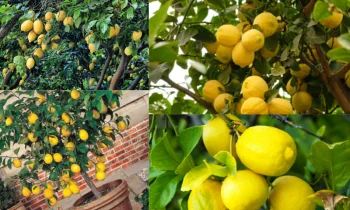 Limon Ağacı Bakımı: Evde ve Bahçede Sağlıklı Gelişimin Temelleri