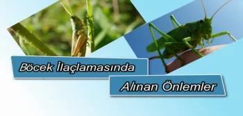 Böcek İlaçlamasında Alınan Önlemler