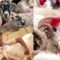Kurban Bağışı ile İyiliği Dünyanın Dört Bir Yanına Ulaştırın