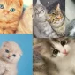 Kedi Sahiplenmek İçin Ne Yapmalıyım?