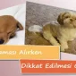 Köpek Maması Alırken Dikkat Edilmesi Gerekenler