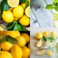 Limonun Besin Değerleri ve Sağlığa Katkıları