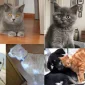 Yavru Köpekler İçin Besleyici Mama Çeşitleri