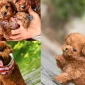 Toy Poodle Köpeği: Tanım ve Özellikler