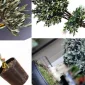 Zeytin Ağaçlarının Bakımı Nasıl Yapılmalıdır?