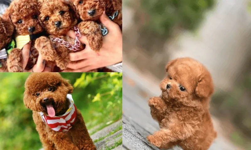 Toy Poodle Köpeği: Tanım ve Özellikler