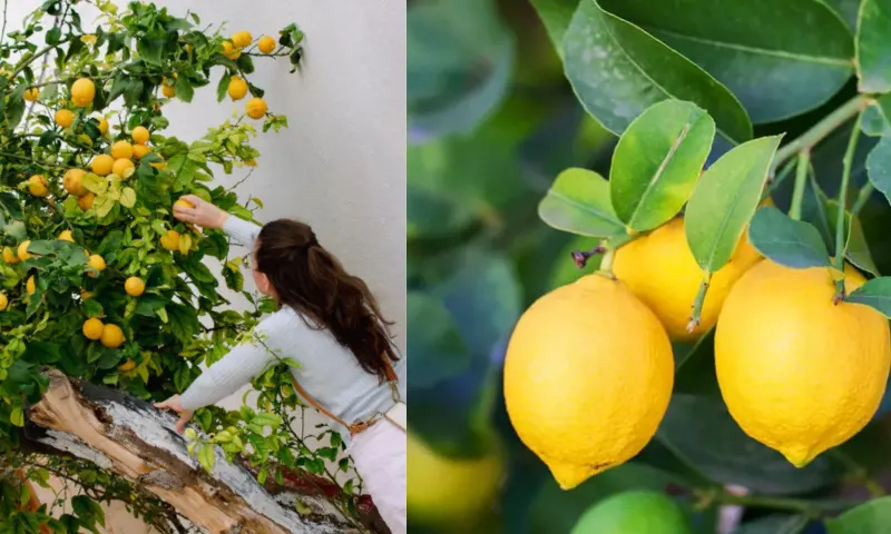Limonağacı-2-li-1